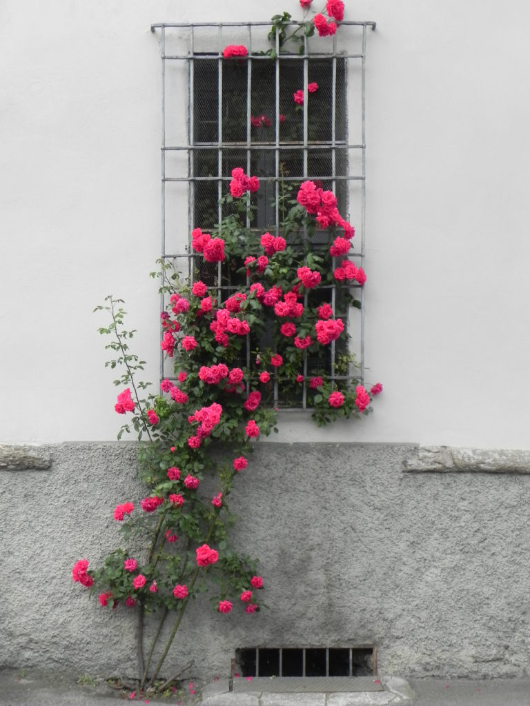 バラと窓