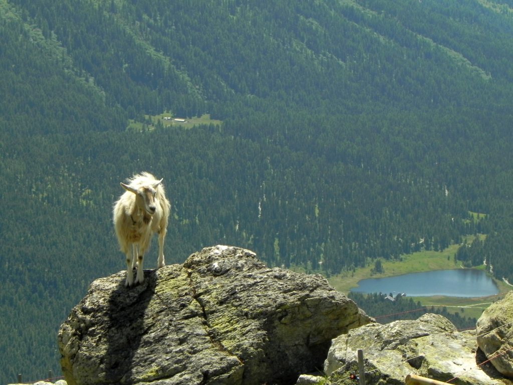 ハイキング最後には、 ワイルドな山羊が 迎えてくれました。 